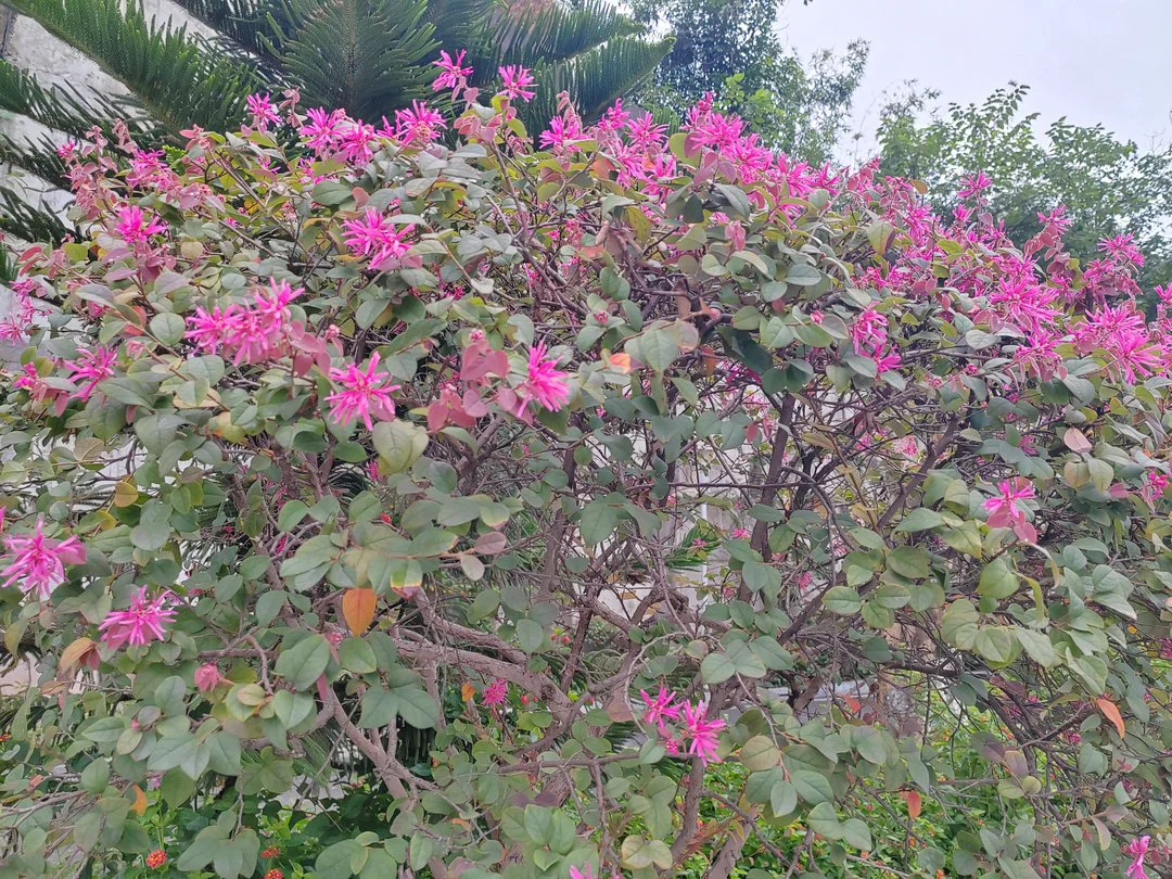 大竹林，大自然的绿色诗篇