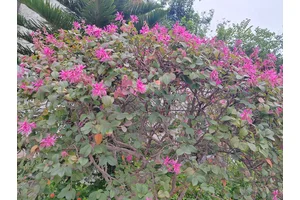 大竹林，大自然的绿色诗篇